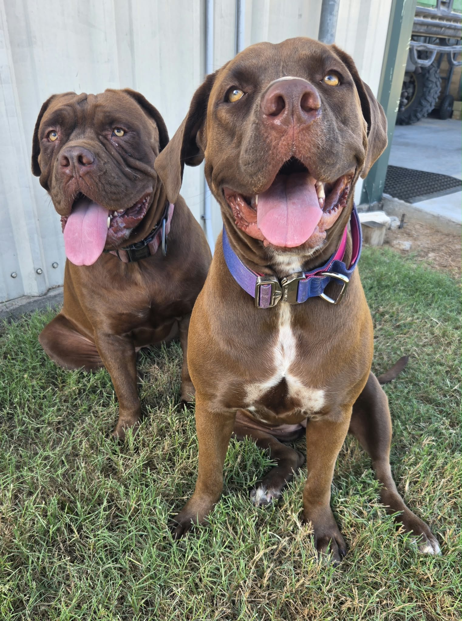 Judy and Penny, the two Bakalian Family Distilling dogs, sitting together outdoors